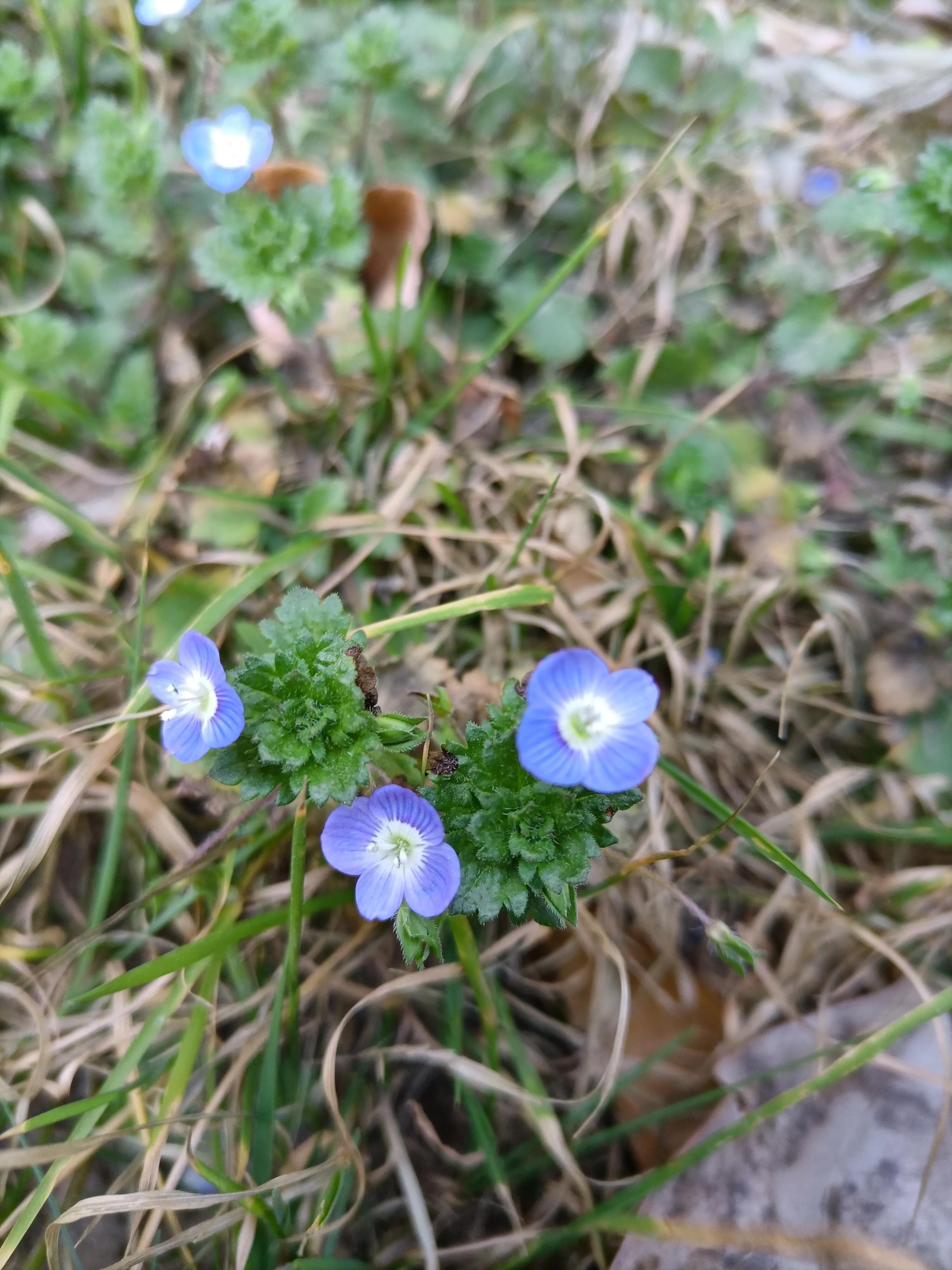 郑州老中医治疗口腔溃疡,老中医治疗小儿口腔溃疡方法