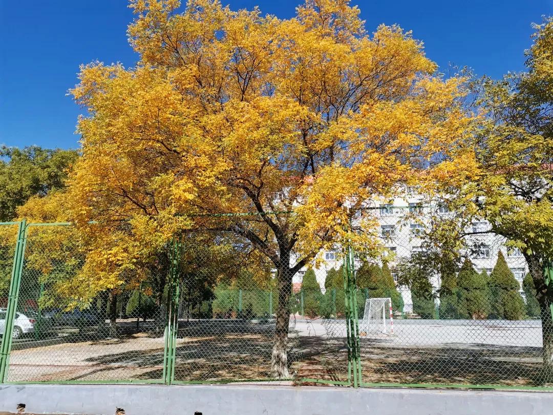 辽宁工程技术大学辽宁省分数线,辽宁工程技术大学在辽宁省排名
