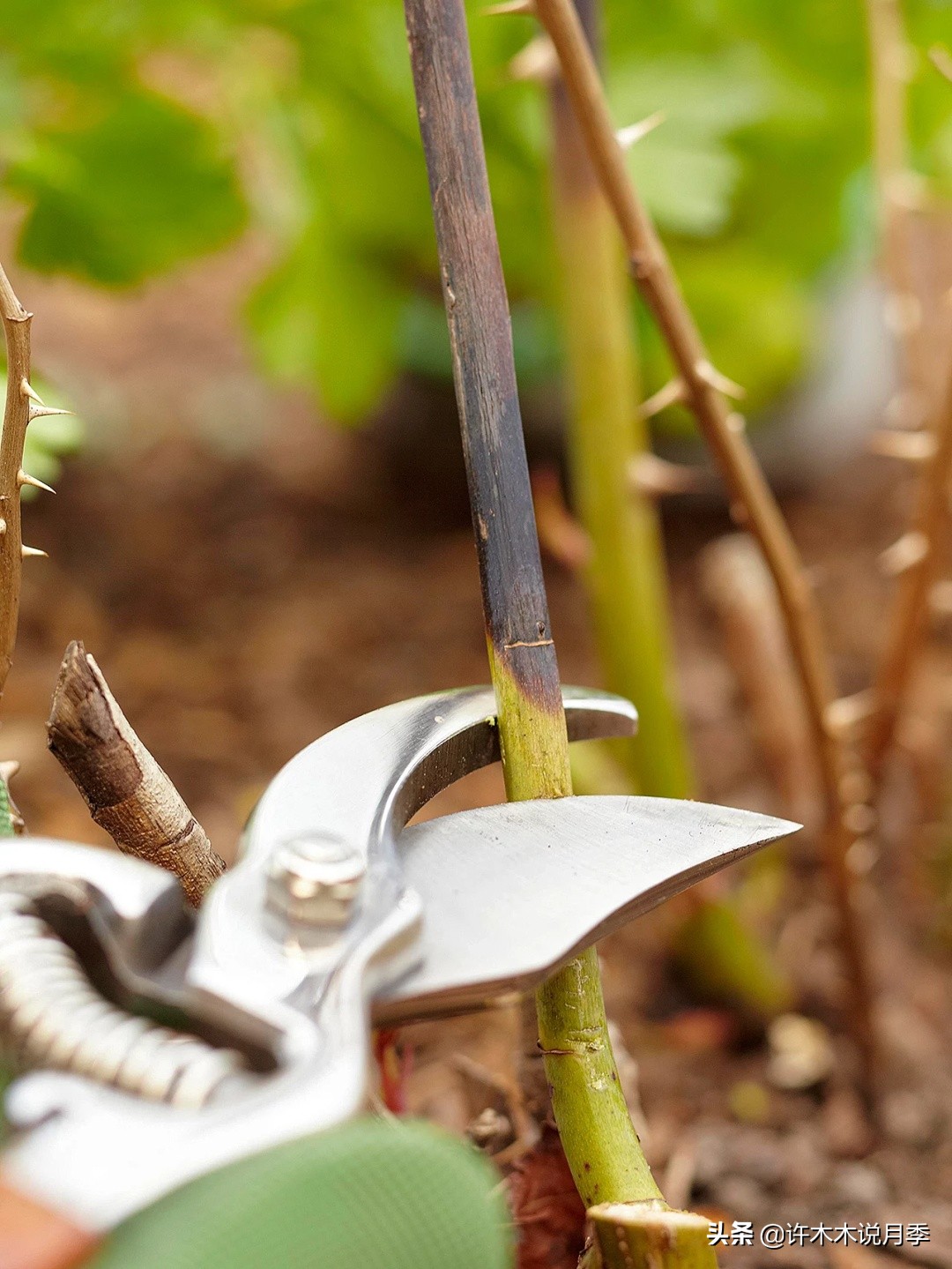 月季修剪后黑杆怎么处理,月季黑杆最好的治疗方法