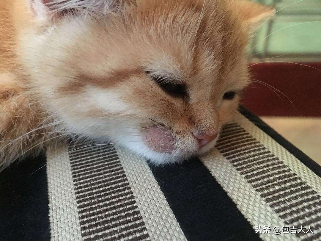 万字长文,分享自己养猫的真实经验,只愿每一只毛孩都能获得善待