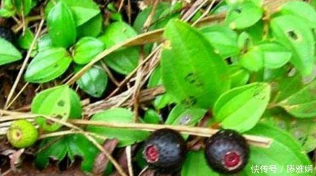 农村几种野草美味野菜 (农村稀奇野菜野草)