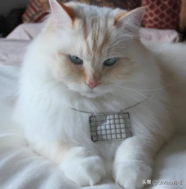 猫咪特别小如何分辨它是不是矮脚,什么小猫咪又乖又掉毛少