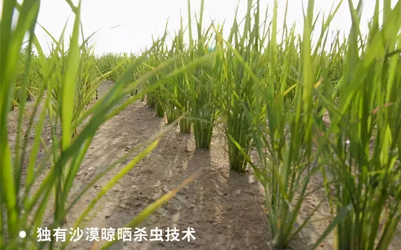 镉大米为何连年屡禁不止,镉大米会二次污染吗