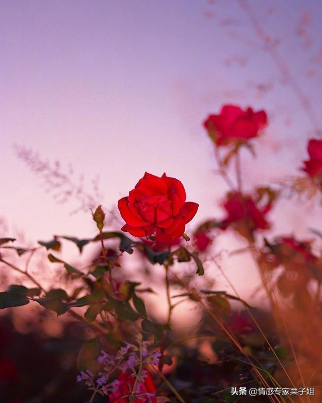 情感咨询|栗子姐每日情感问答（0307）