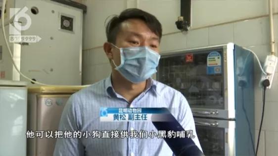 跨越种族的母爱小狗和小猫,跨越种族的母爱狗狗救小猫