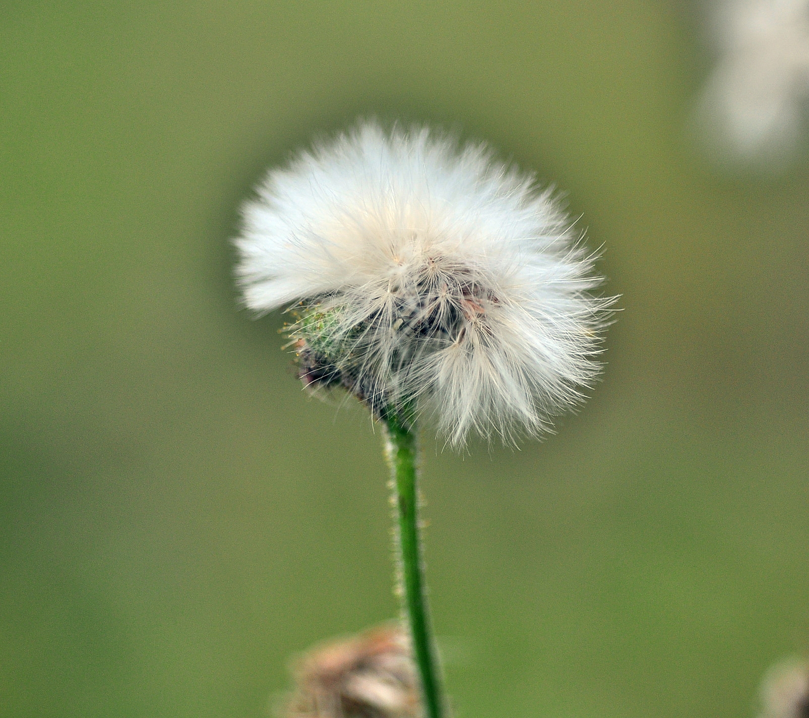 我的情结图片大全,我的思乡情结