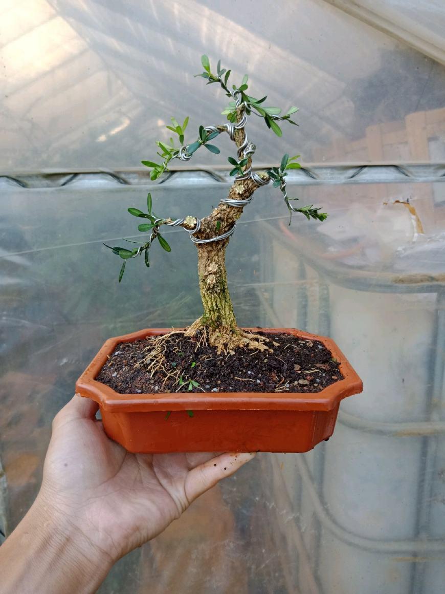 初学者盆景入门基础知识,新手买盆景