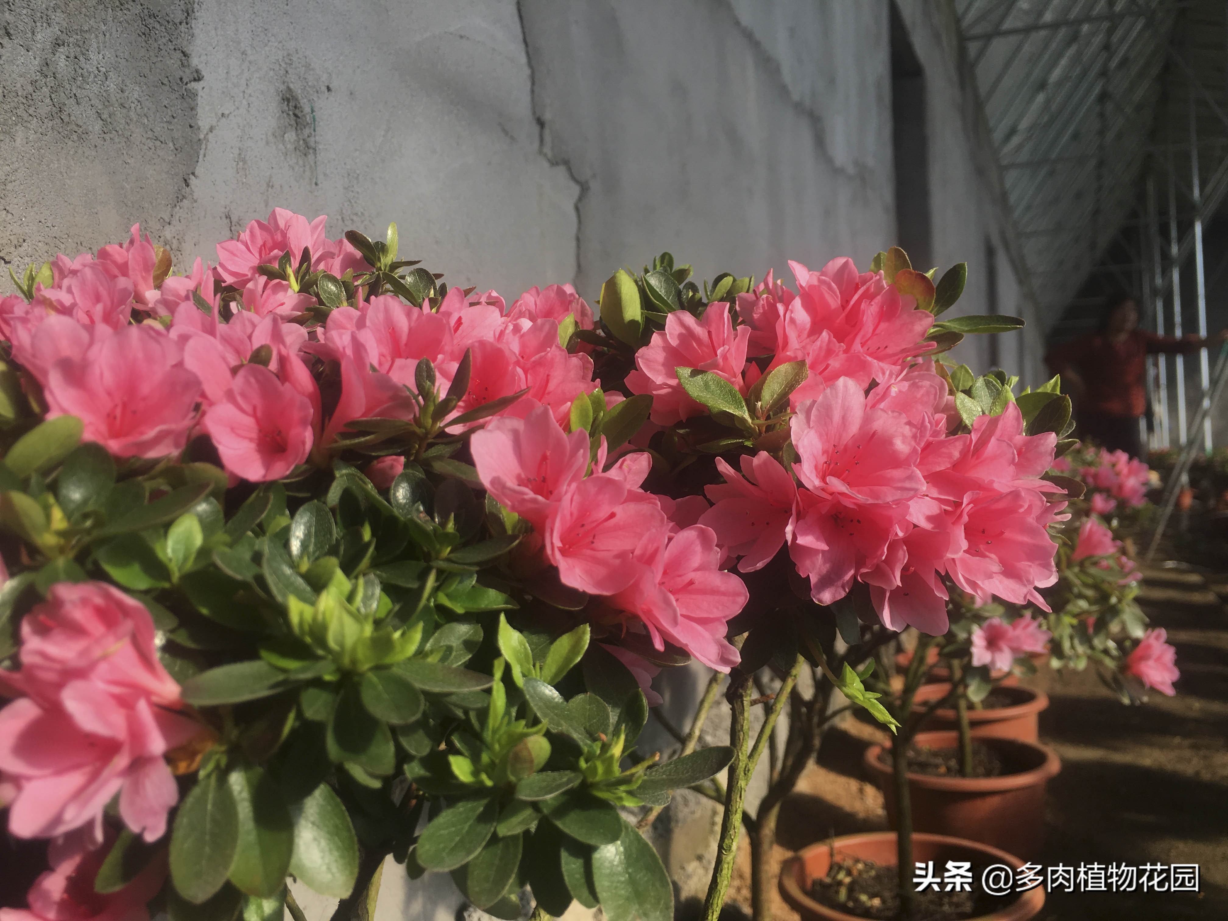 杜鹃怎样才能让它花开得更快更好,水中加入一种东西