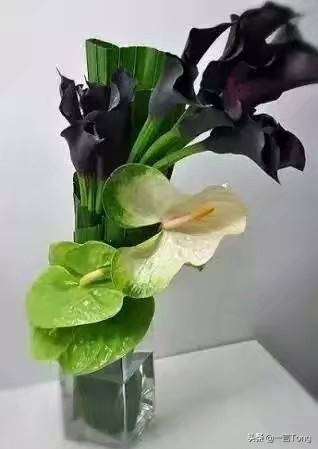 高贵雅致马蹄莲,高贵优雅马蹄莲永生花