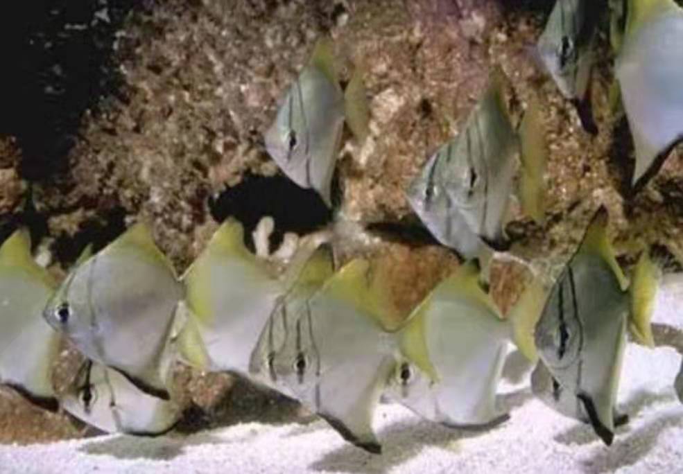 汽水鱼海水鱼,把海水鱼养成汽水鱼