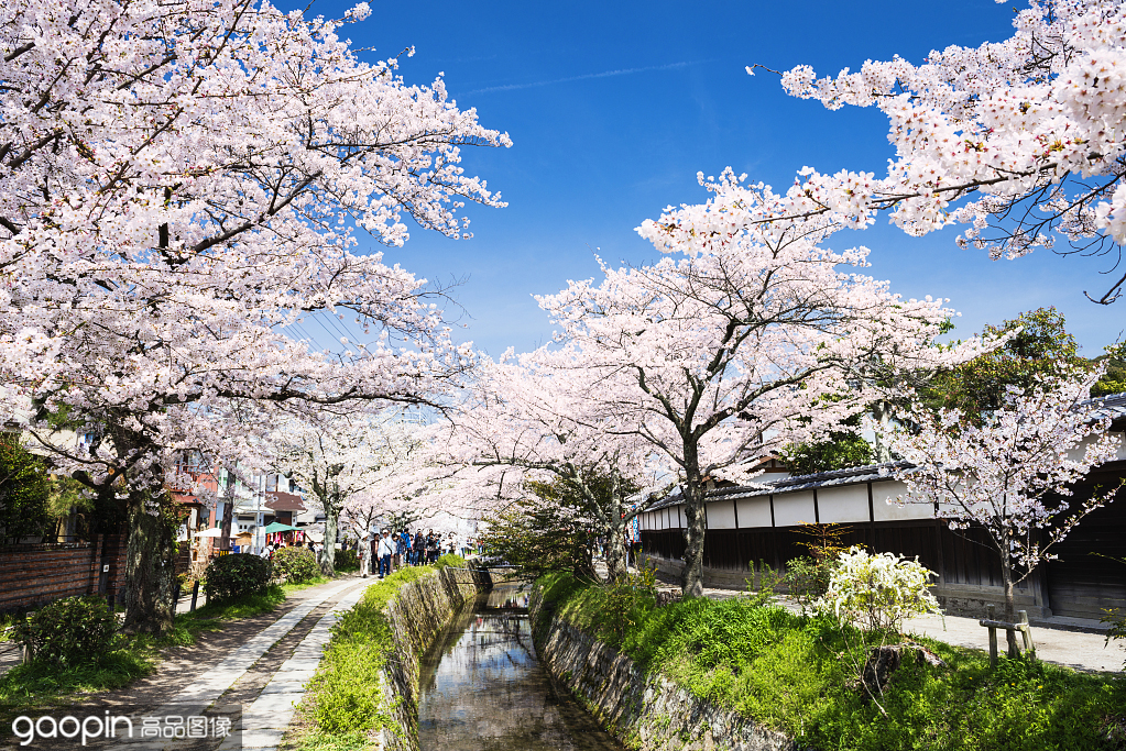 樱花季京都樱花,京都樱花季节是什么时候