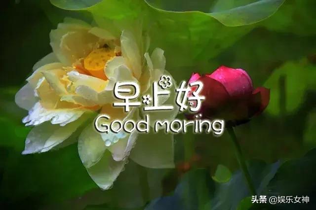 周三问候语简单幽默,早上短信问候语温馨正能量