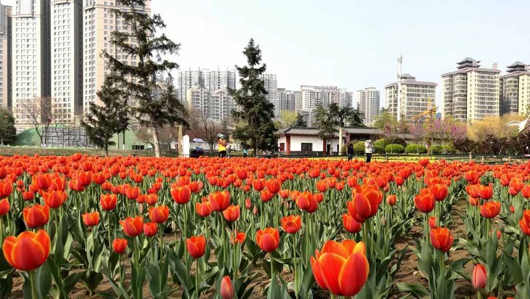 咸阳统一广场郁金香,咸阳郁金香花展在哪里