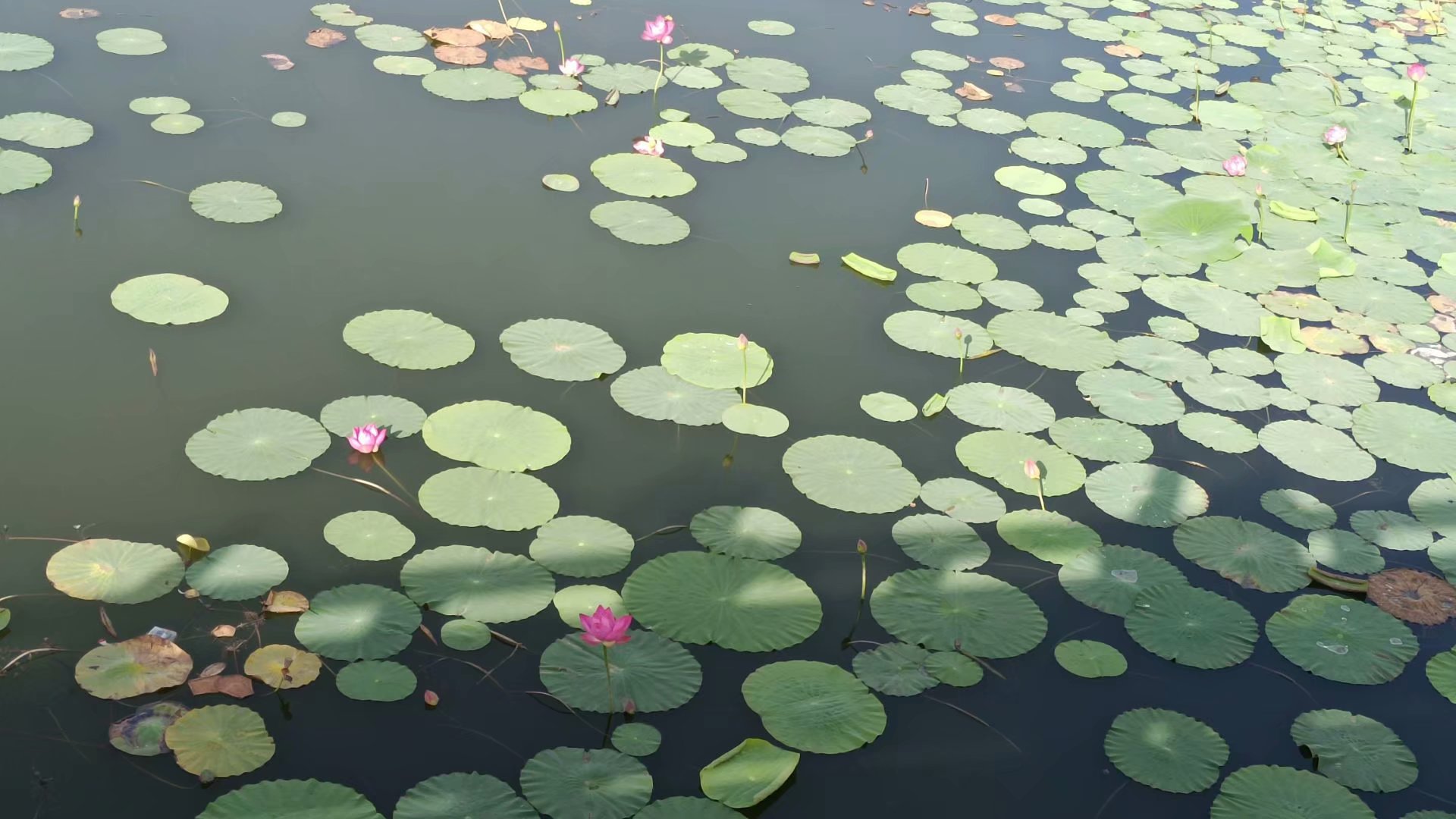 出淤泥而不染濯清涟而不妖原文,出淤泥而不染濯清涟而不妖行书