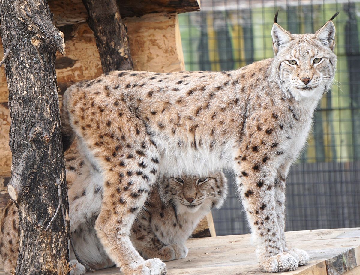 当狼遇到真正的狼时,当狼遇到真正的哈士奇