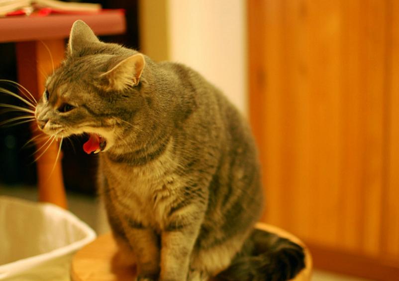 猫咪呕吐处理攻略,猫咪常见的呕吐原因及治疗方法