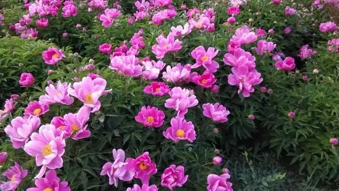 美白祛皱祛斑中药有哪些,常用美白祛斑的中成药