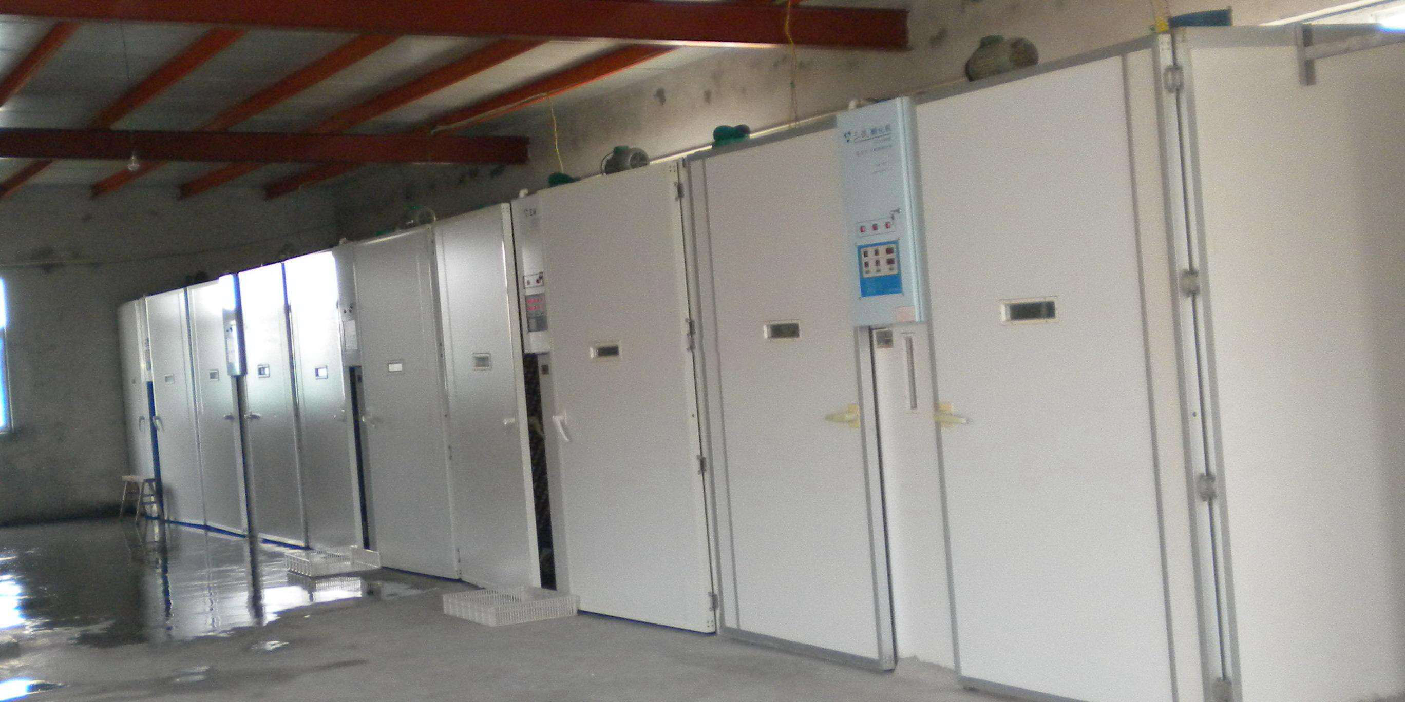 土鸡养殖机器,散养土鸡孵化小鸡