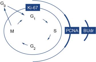 炎夏肌美白，艾喏莎珍珠膏给你健康沁养肌肤
