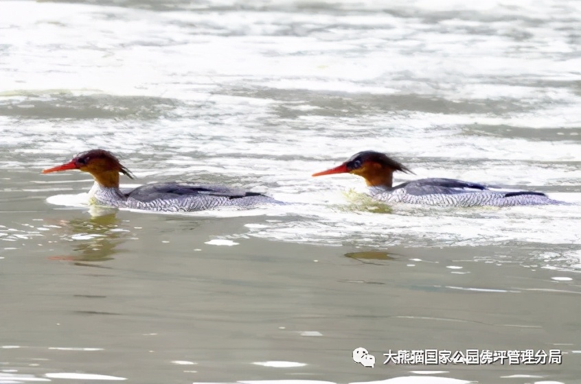 佛坪都有什么野生动物,周至佛坪野生动物