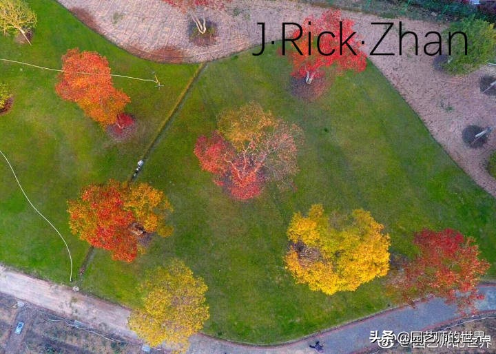 适合北方庭院种植的低矮草坪,家庭庭院怎样混搭种植草坪和蔬菜