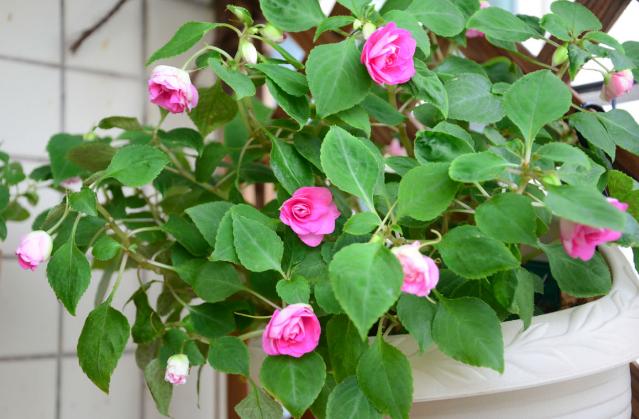 过期药养花的妙用,这五种药过期了千万别扔掉