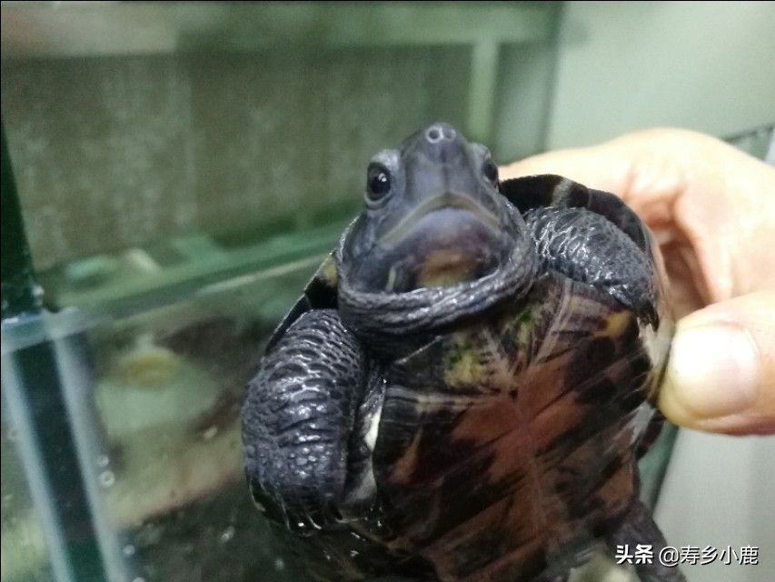 乌龟腐甲咬伤用什么药,乌龟怎么预防腐皮腐甲