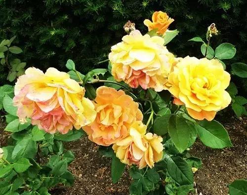 最漂亮10种微型月季,新手必入这8种月季漂亮好养