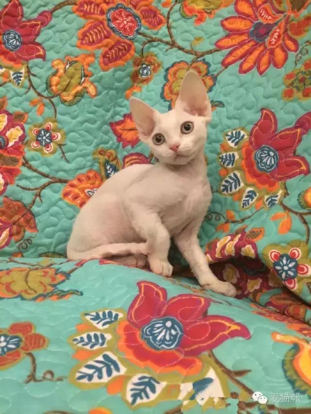 猫咪图鉴,七喵德文卷毛猫