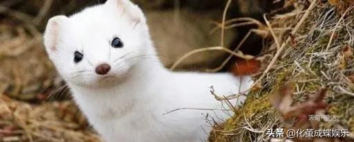 丹麦水貂为什么染新冠病毒,丹麦水貂新冠