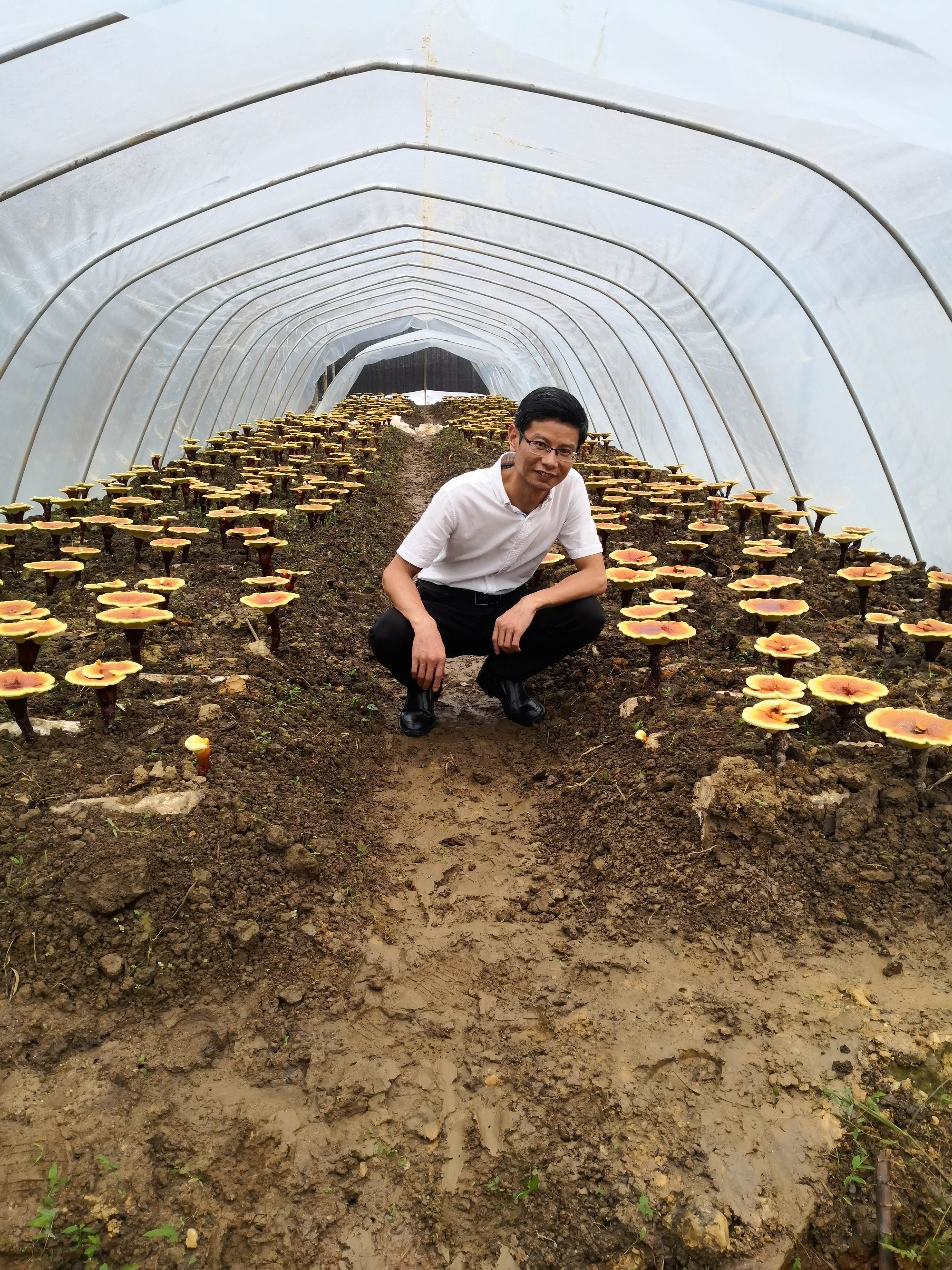 中国灵芝行业竞争现状分析 (2021年灵芝产业前景)