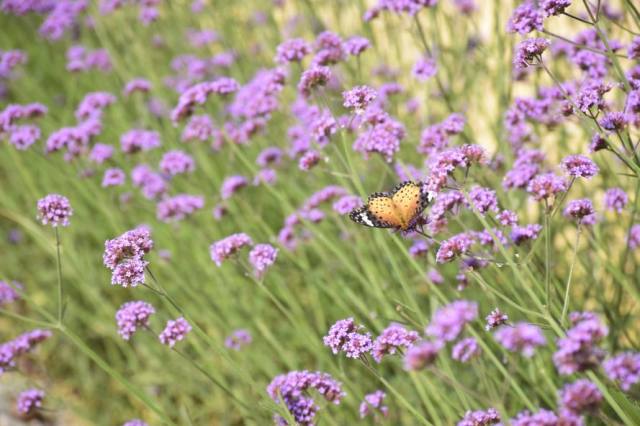 罗浮山浮生御温泉样子,罗浮山浮生六季民宿水上乐园