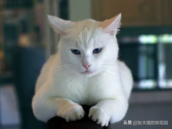 猫咪日常喂食罐头,主人给猫咪喂罐头