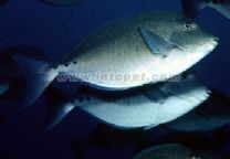 十大最好看的观赏鱼图片大全,十种最漂亮的观赏鱼图片