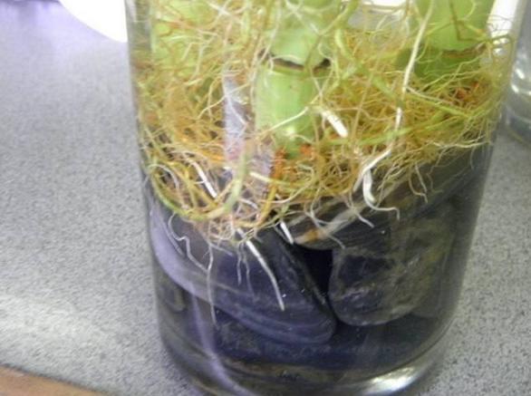 养花水多了烂根怎么办,水培养花水浑浊可以吗