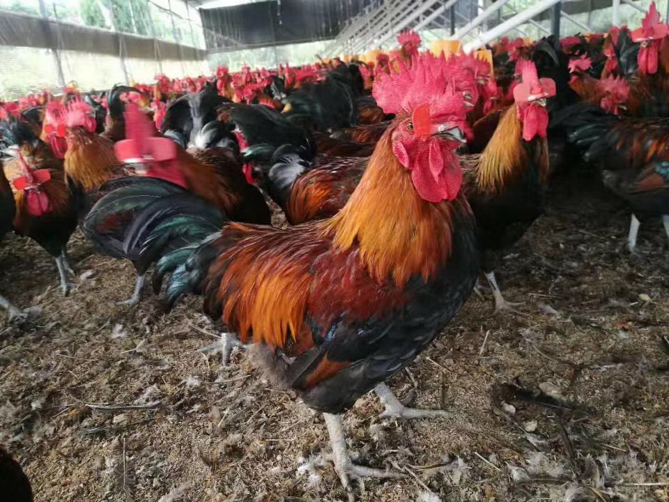 鸡喉炎发病时期,鸡传染性喉气管炎还可以救活吗