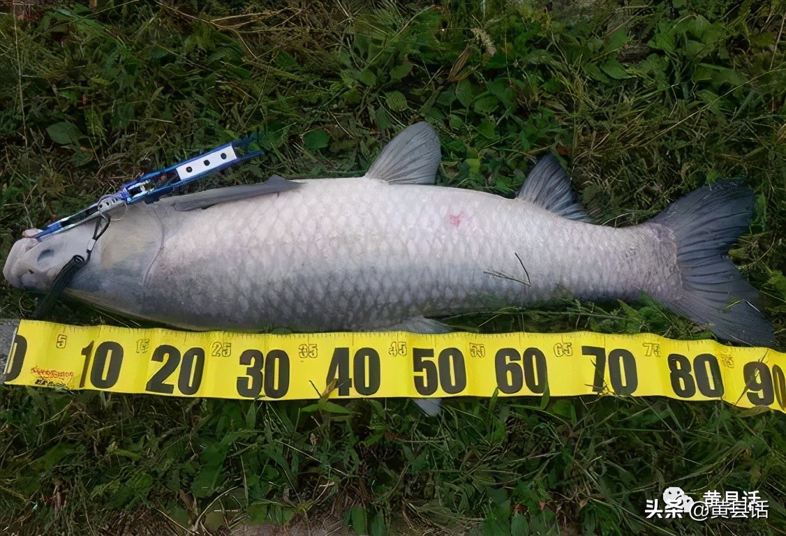 青鱼和鲅鱼的区别在哪儿,青鱼与鲅鱼的区别