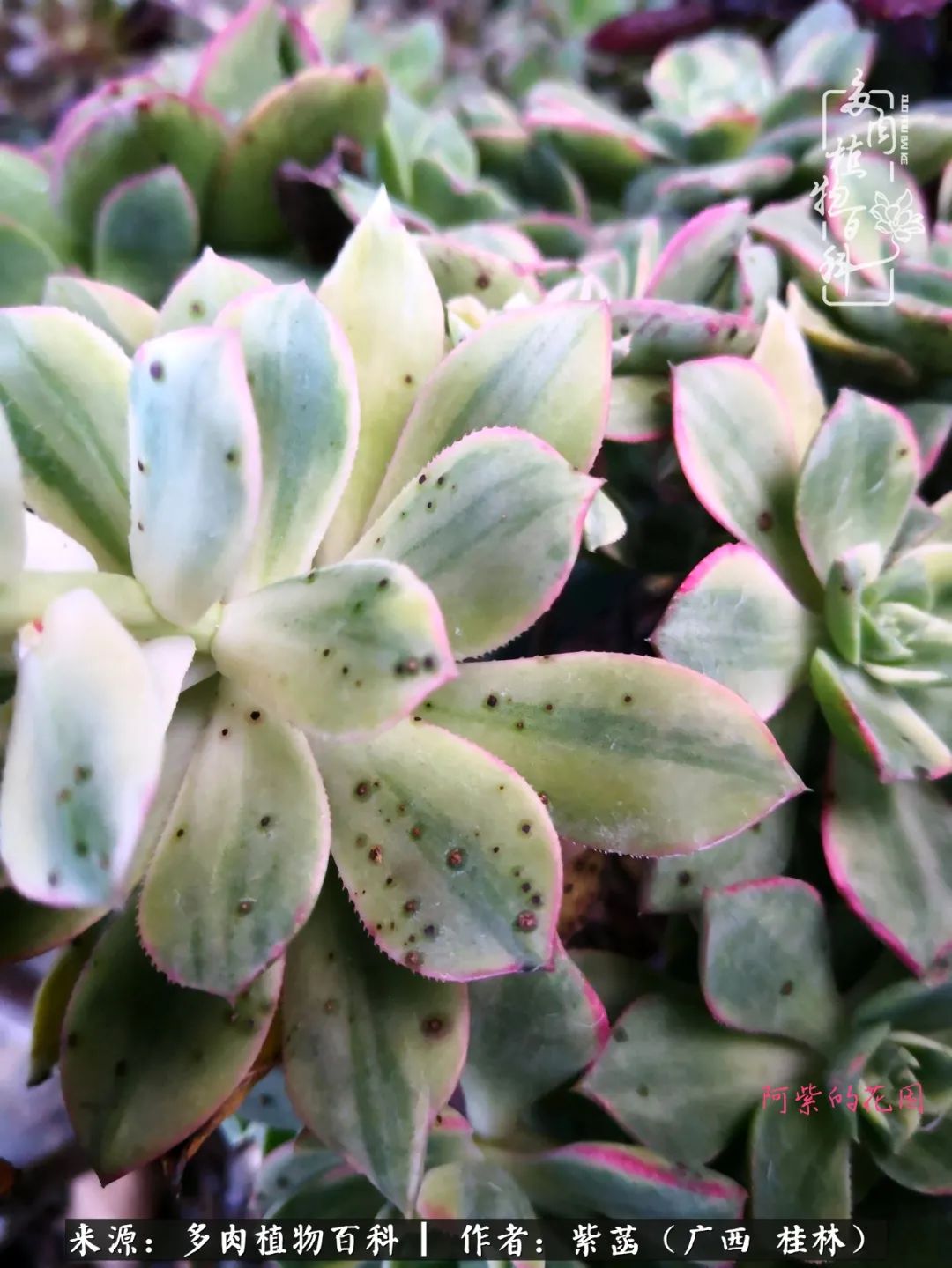 如何在夏天买的多肉度夏,多肉度夏好帮手