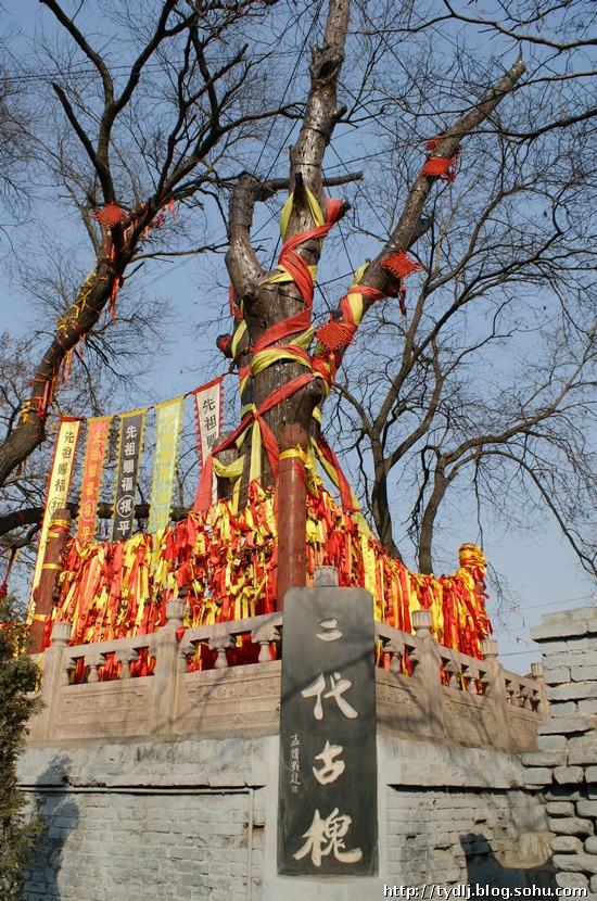 山西老鹳窝大槐树移民,大槐树上的老鹳窝