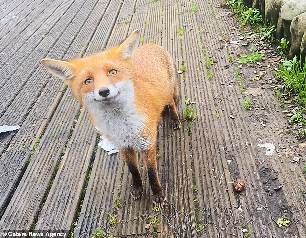 一只狐狸被收养,狐狸和狗能够繁育后代吗