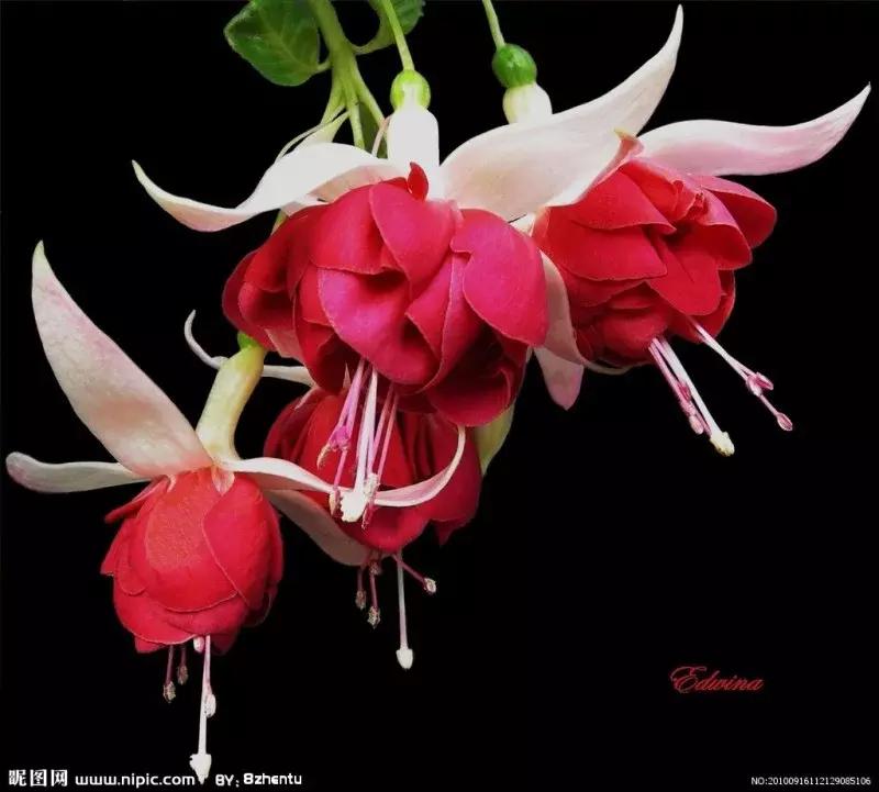 惊艳倒挂金钟,惊艳倒挂金钟图片