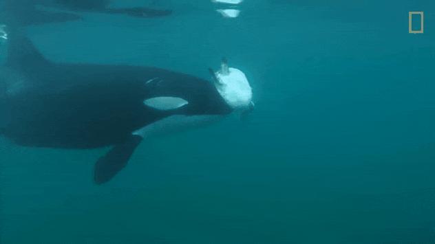 座头鲸上勾拳虎鲸,nga虎鲸vs座头鲸