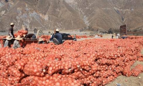 “ks”价格,成本3分钱一斤,价格跌至1,农民:借钱来支付