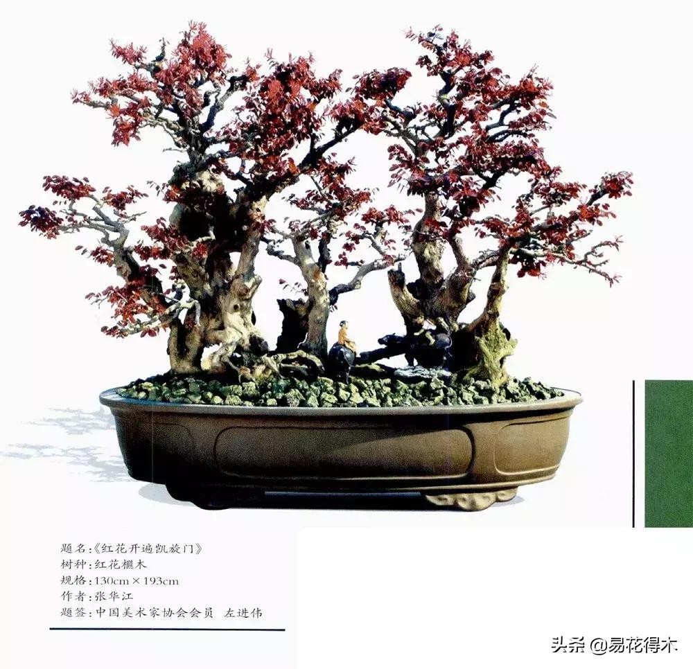 白檵木盆景图片欣赏,异形白花檵木盆景