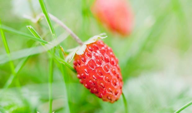 为什么草莓一晒太阳叶子就会干枯,草莓的叶子变黄变干是缺水吗
