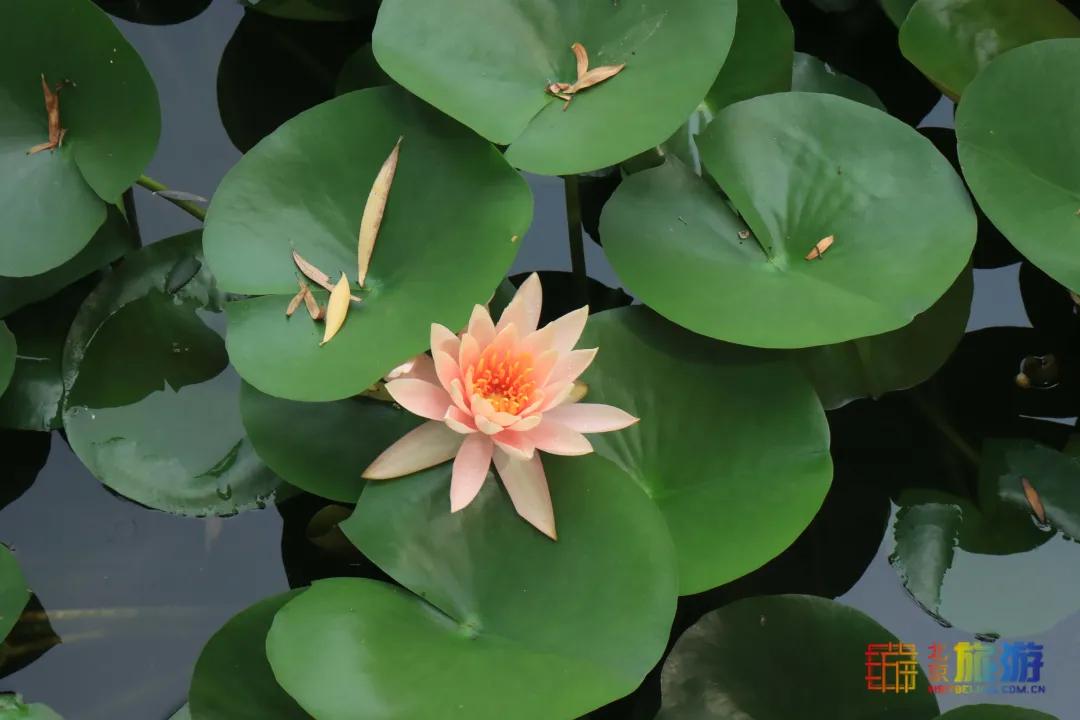 免费！市区就有“小森林”，花海芳香扑鼻！还有美好的祝福送给你