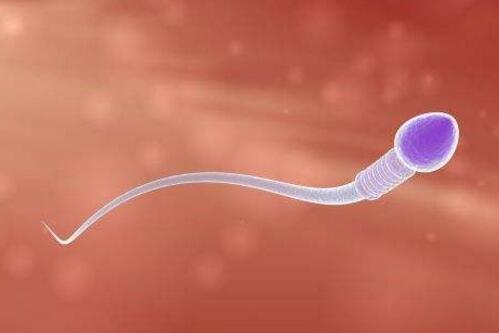 弱精症调理不到一个月就怀孕了,男人弱精症10%能自然受孕吗