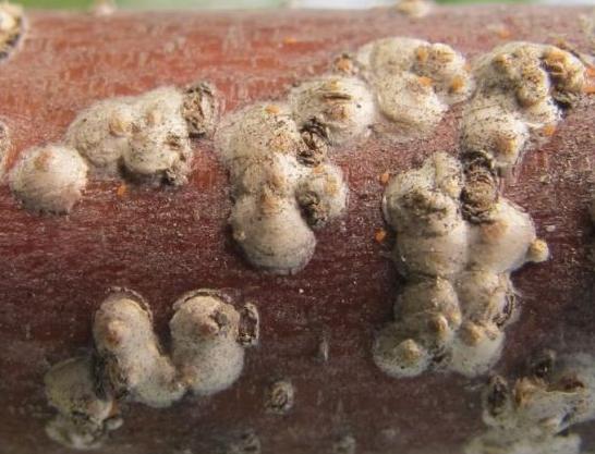 小桑果种植技术视频,桑葚树虫害防治