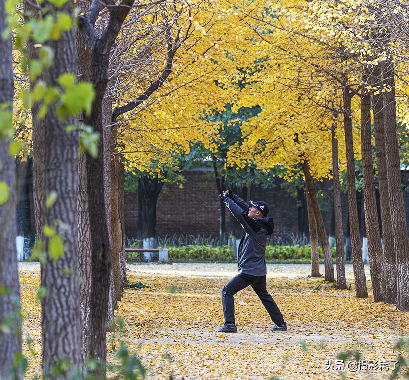 北京看银杏树林最好的地方,丰台区银杏林地址
