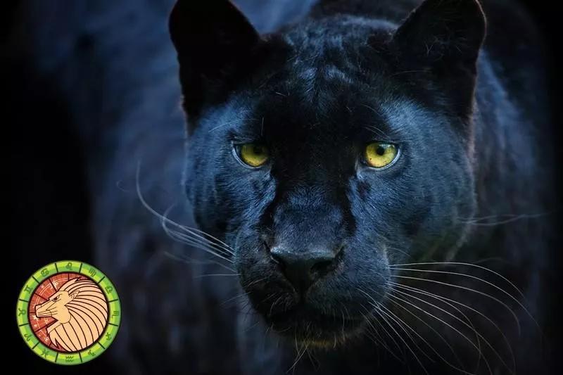 十二星座运势野兽,如何知道自己星座最适合的动物